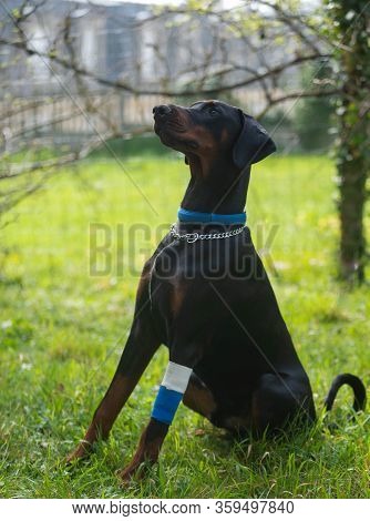 Black Doberman With Wounded Paw. Dog Training.