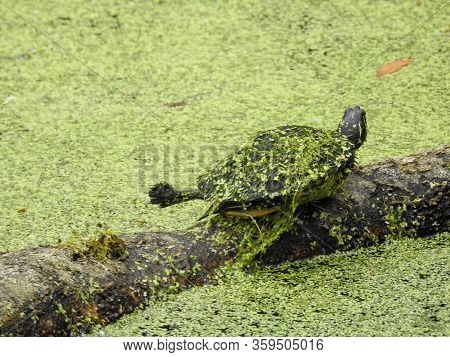 Yellow-bellied Slider Turtle Covered In Duckweed In  Florda