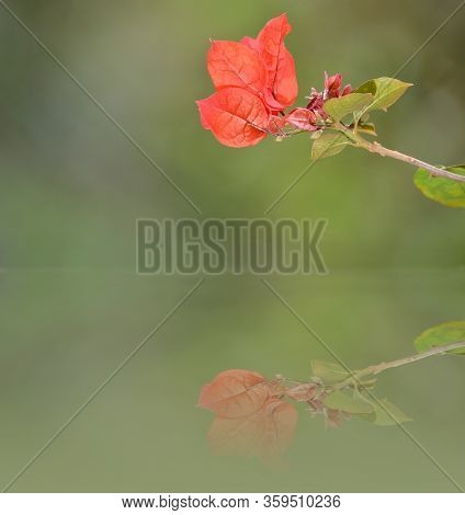 Closeup, Selective Focus On  Bougainvillea  Flower And Its Digitally Created Reflection Against Gree