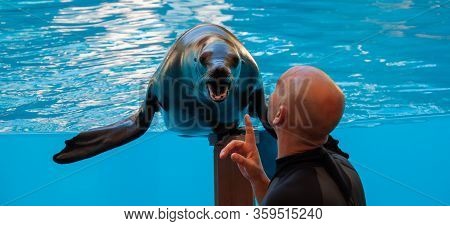Snout Of An Ordinary Seal (phoca Vitulina Linnaeus) In The Zoo. The Head Of A Bald Man. The Seal Is 