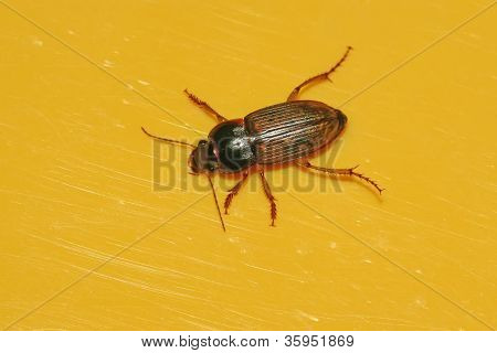 Carabidae