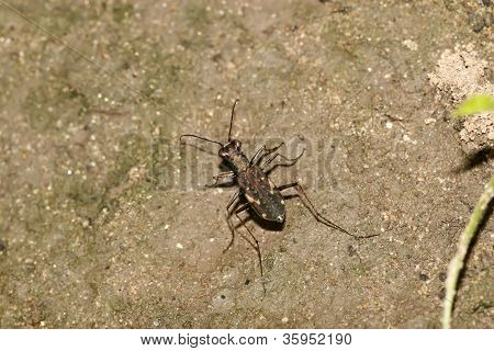 Insekter