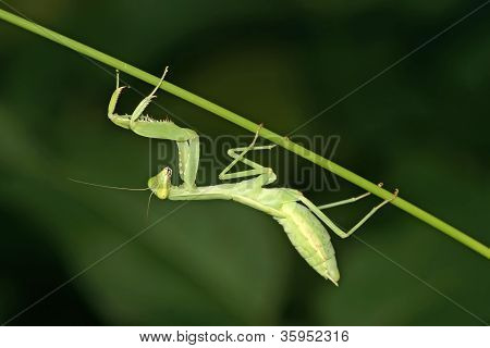 Mantis