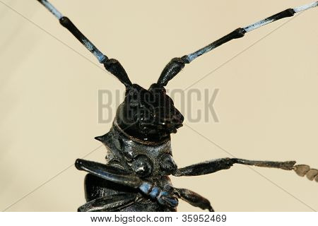 Anoplophora