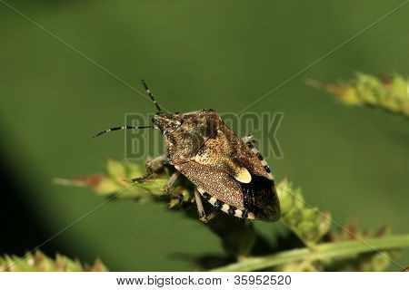 Stinkbug