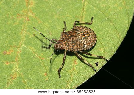 Stinkbug