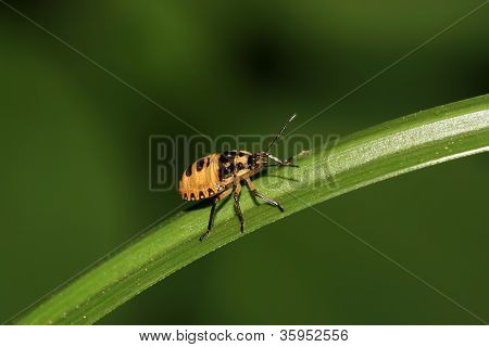 Stinkbug