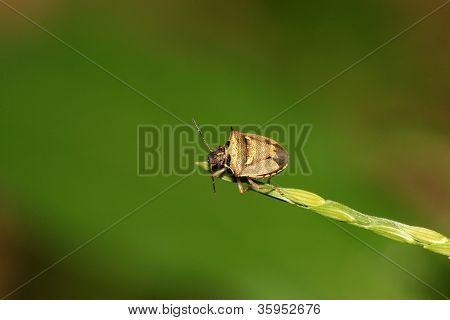Stinkbug