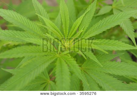 Cannabis