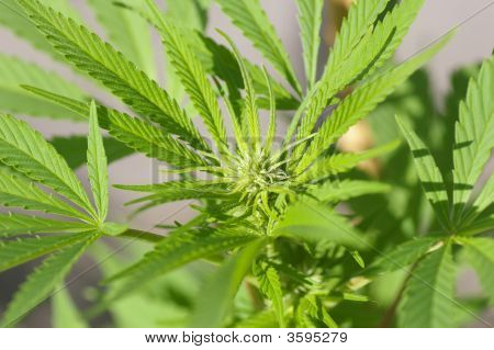 Macro de cannabis
