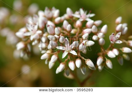Sedum flores