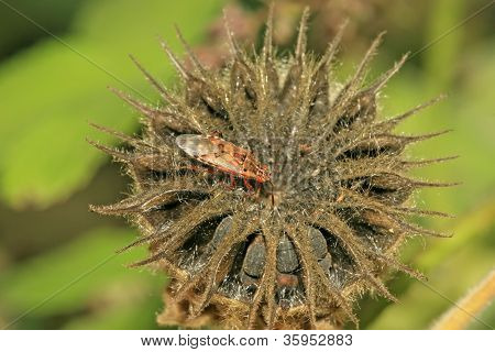 Stinkbug