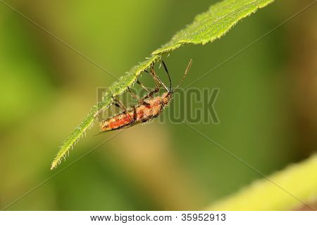 Stinkbug