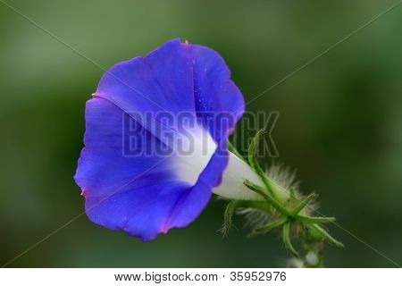 Blomster