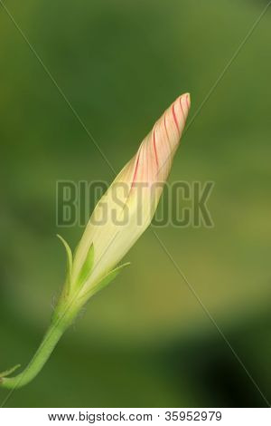 Blomster