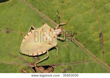 Stinkbug