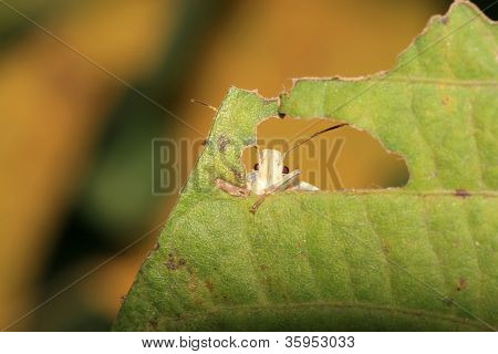 Stinkbug