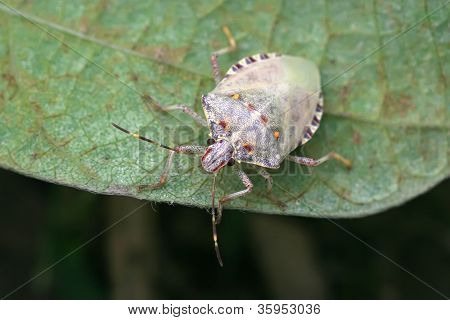 Stinkbug