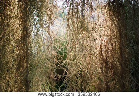 Abstract Spring Nature Background. Tillandsia Usneevidnaya, Or Spanish Moss, Or Louisiana Moss, Or S