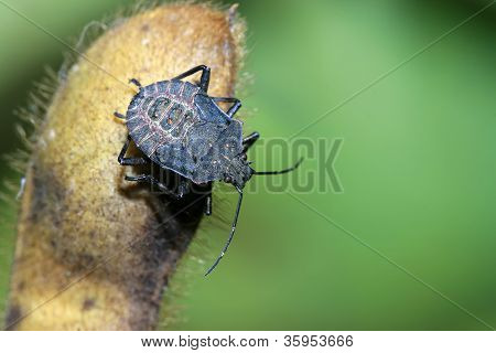 Stinkbug