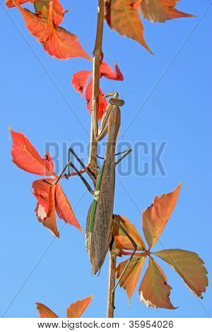電子顕微鏡によるカマキリ