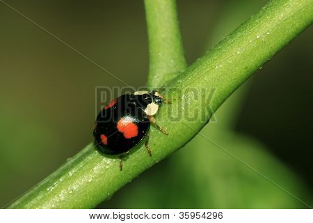 Ladybug