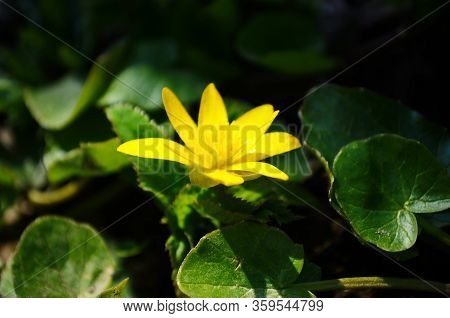 Close Up Of Yellow Flower, Lesser Celandine Or Ranunculus Ficaria