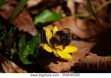 Close Up Of Yellow Flower, Lesser Celandine Or Ranunculus Ficaria