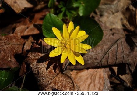 Close Up Of Yellow Flower, Lesser Celandine Or Ranunculus Ficaria