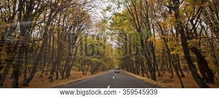 View Of Road With Oak Trees Alley At Autumn . Autumn Landscape With Road And Beautiful Colored Trees