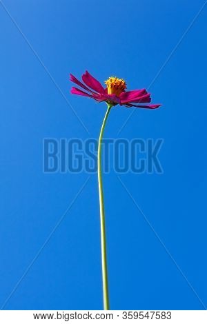 Beautiful Red Cosmos Flower Against Blue Sky