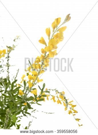 Genista Maderensis In Front Of White Background