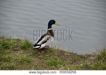Saturday Walk To The Lake. Duck Sunbathing By The Lake.