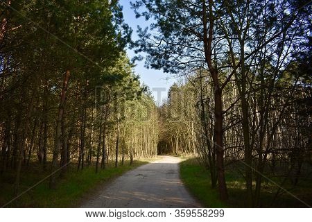 A Walk In The Forest Always Calms The Soul. There Is Peace And Quiet.