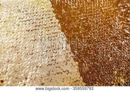 Honeycomb Open Unwaxing Fork Beekeeper Uncapped For Harvest Golden Delicious Honey Closeup