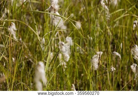 Сotton Grass In The Swamp On The Green Meadow. Marsh, Bog, Morass, Fen, Backwater, Mire, Slough... W
