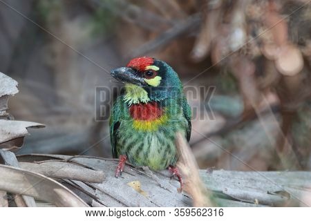 It Is A Bird. It Is A Megalaimidae. It Perched On A Branch. It Is The Smallest. It Have 

Green Body