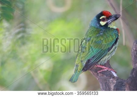 It Is A Bird. It Is A Megalaimidae. It Perched On A Branch. It Is The Smallest. It Have 
Green Body,