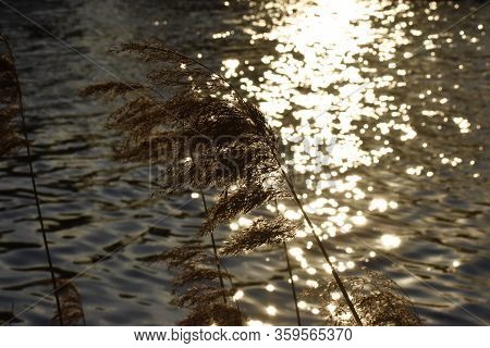 Evening Spring Walk To The Lake. The Sun Shines Beautifully And I Am Happy.