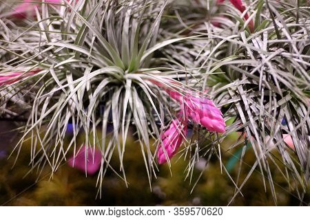 Apile Of Small Beautiful Tillandsia Plant With Purple Flower Blossom And Selling At The Flora Market