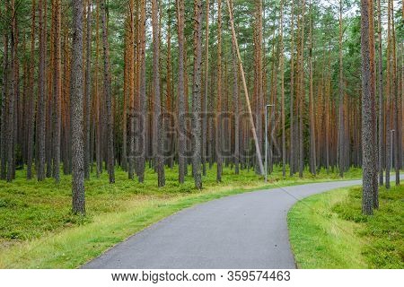 Bike Path In A Beautiful Pine Forest, Vosu Village, Lahemaa Nature Park, Estonia