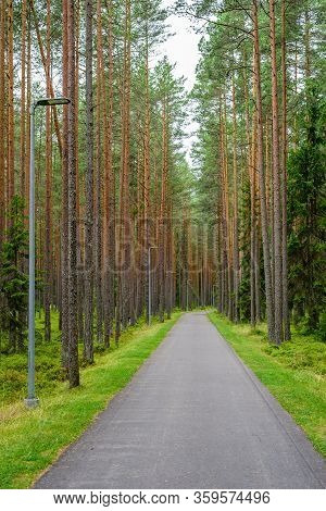 Bike Path In A Beautiful Pine Forest, Vosu Village, Lahemaa Nature Park, Estonia