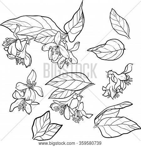 Set Of Small Flowers Isolated On A White Background, Hand Painted Illustration Of Weigela