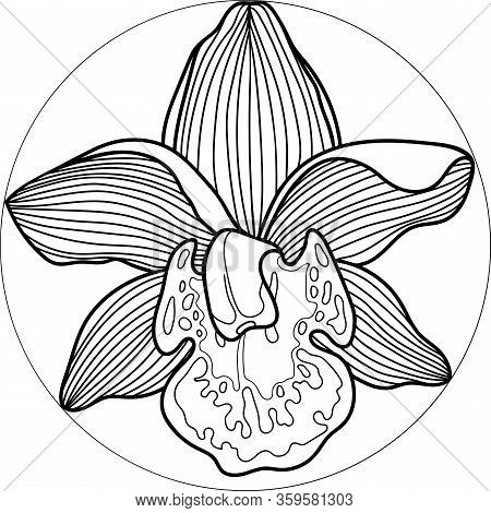 Orchid Flower Into Circle. Hand Drawing Orchid. Botanical Style.