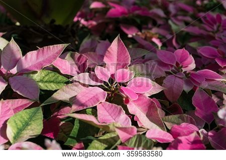 Colorful Foliage Nature Background In Pink And Green Tones. Floral Nature Background Of Alternanther