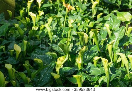 Arum Flowers In Flowerbed In The Garden Nature Background. Arum Blooming Plant Outdoors