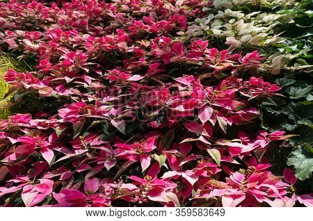 Colorful Foliage Nature Background In Pink And Green Tones. Floral Nature Background Of Alternanther