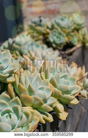 Beautiful Succulent Plants In The Flowerpot Outdoors. Echeveria Cactus Plant Leaves Close Up Texture