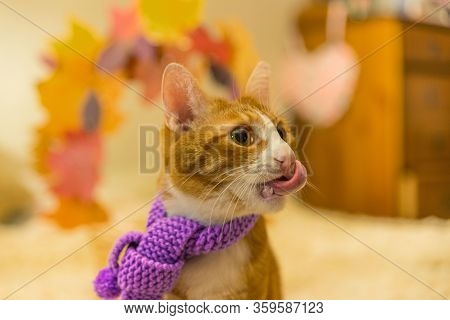 Portrait Of Young Funny Stray Ginger Cat