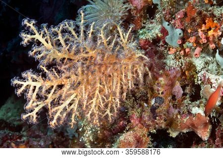 Bush Of Soft Coral From The Family Alcyonacea. Underwater Photography. Philippines.